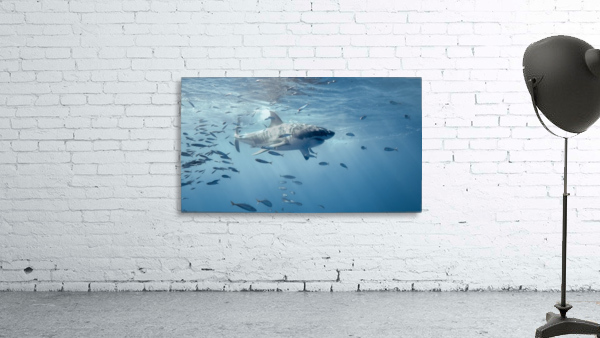 Great white Wall Preview