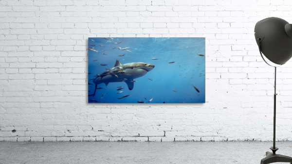 Great White Wall Preview