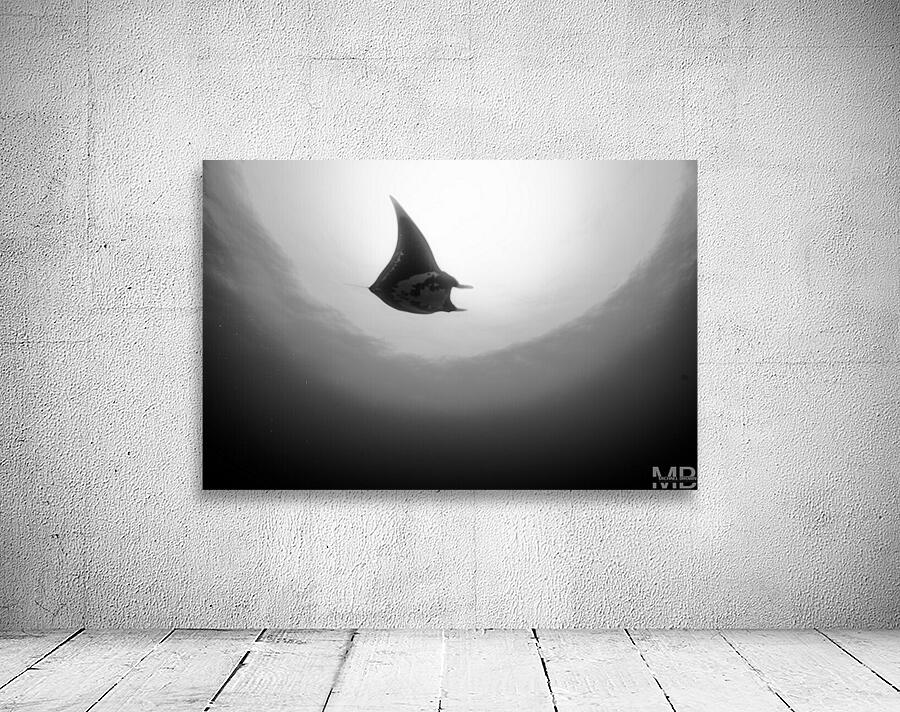 Manta B&W Wall Preview