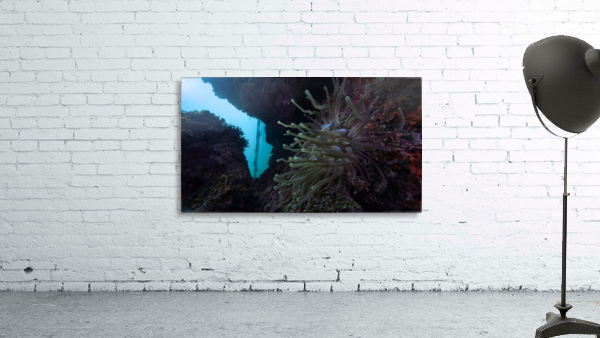 Anemone Wall Preview