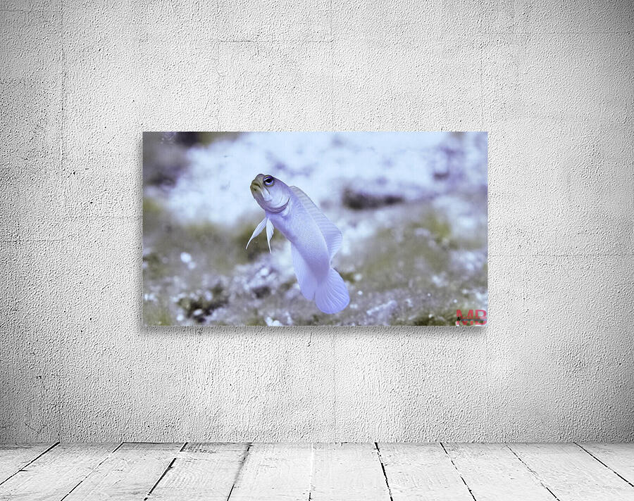 Jaw Fish Wall Preview