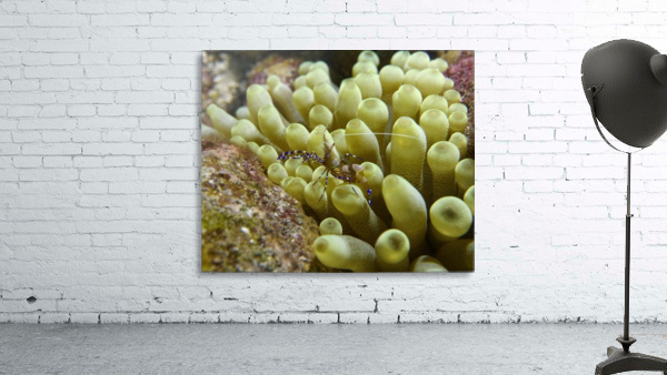 Mini Shrimp Wall Preview