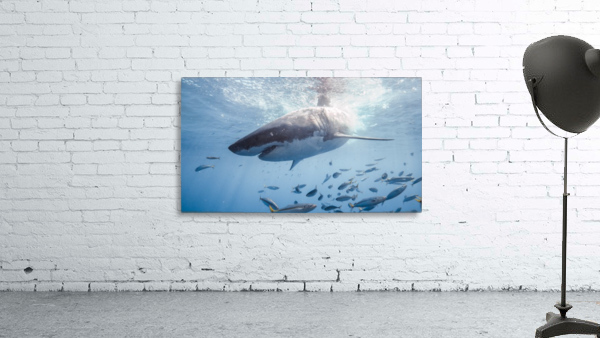 Great White Dive Wall Preview