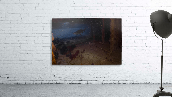 Weck Dive Shark Wall Preview