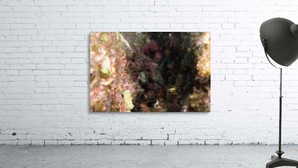 Small Fish Wall Preview