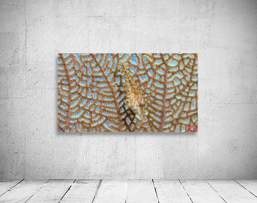 Hidden Fish Wall Preview