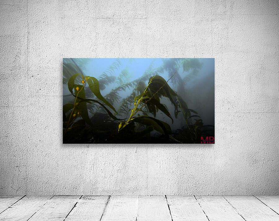 Kelp Forest Wall Preview