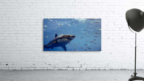 Great White Close Wall Preview