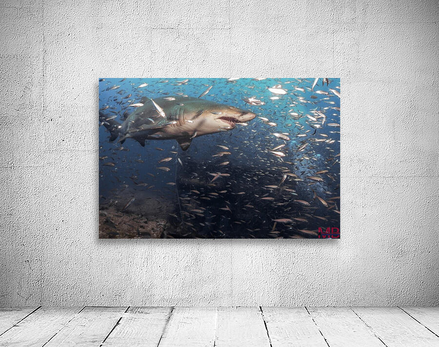 Sand Tiger Close Wall Preview
