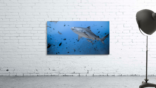 Tiger Shot Wall Preview