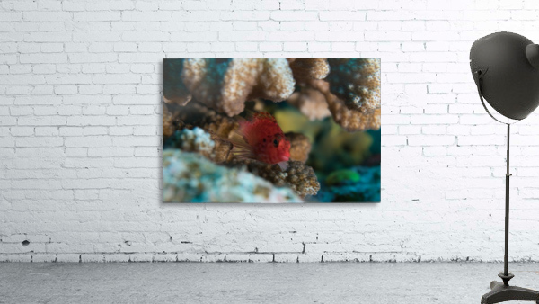 Red Fishy Wall Preview