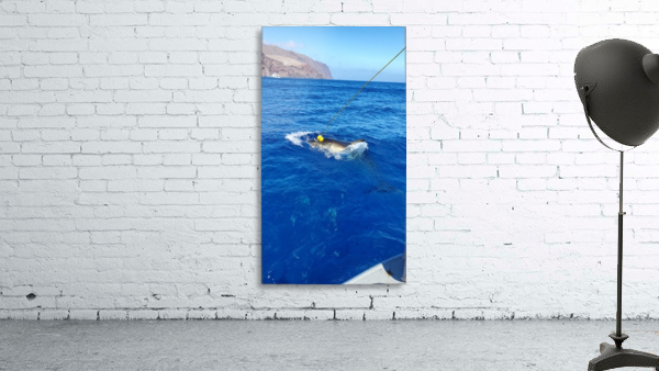 Great White Attack Wall Preview