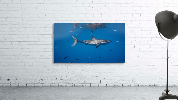 Great White Solo Wall Preview