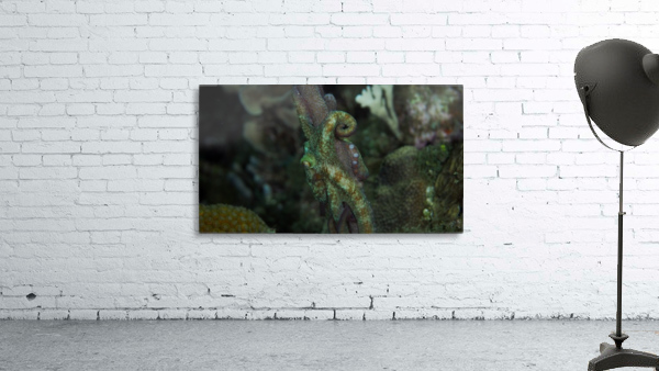 Octopus Wall Preview