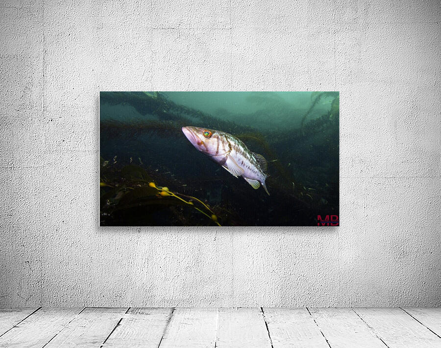 Bass California  Wall Preview