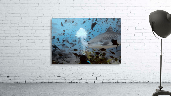 Tiger Shark Wall Preview