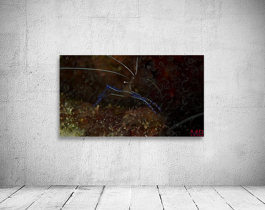 Blue Shrimp Wall Preview