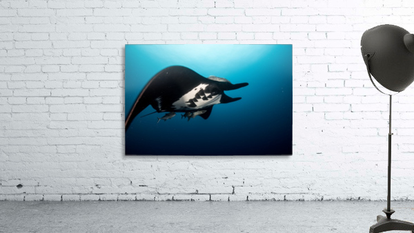 Manta Close Wall Preview