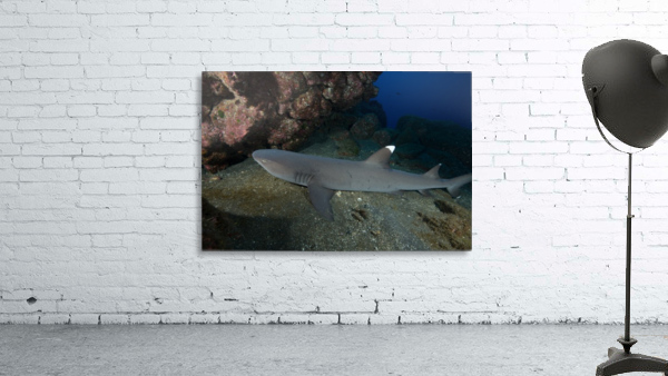 Manta Wall Preview