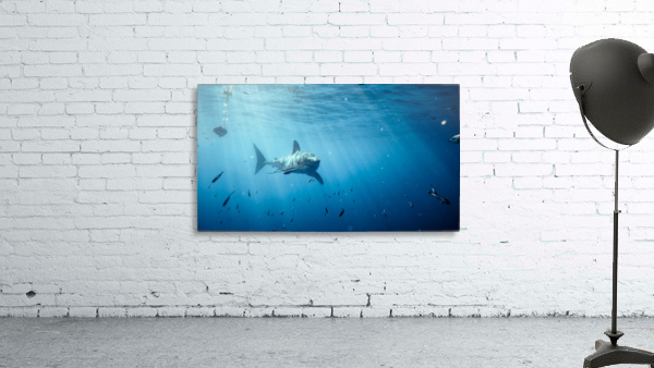 Great White far Wall Preview