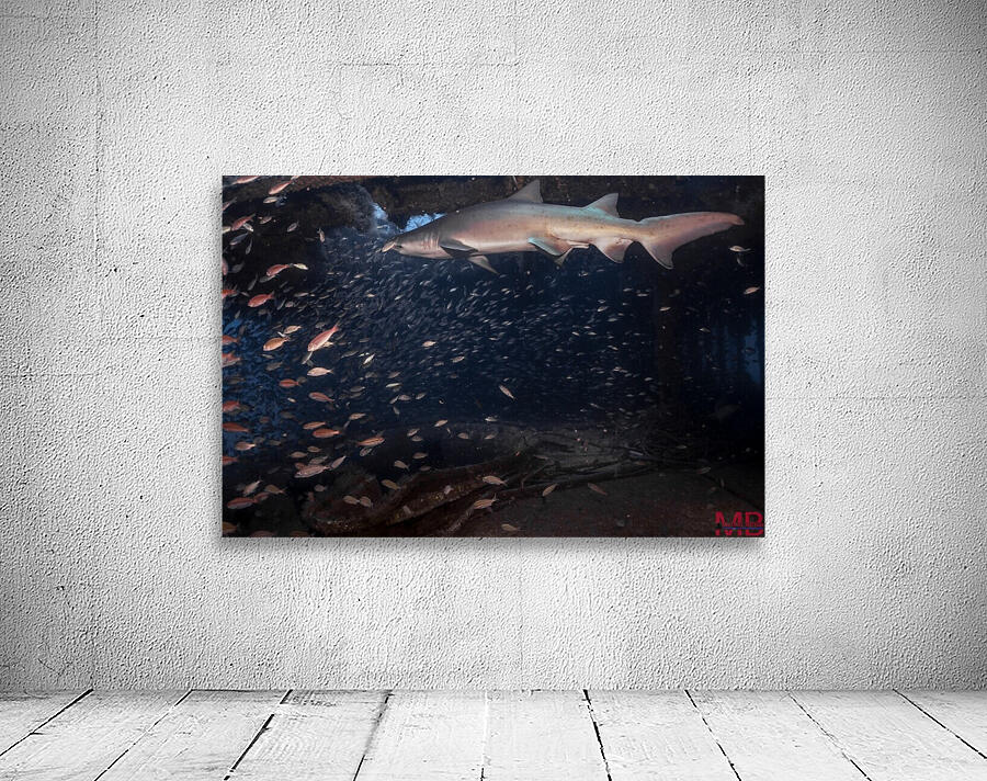 Sand Tiger Wall Preview