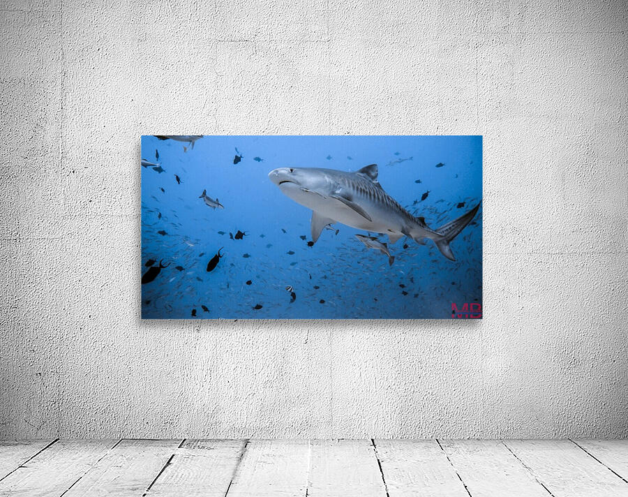 Tiger Shark Wall Preview