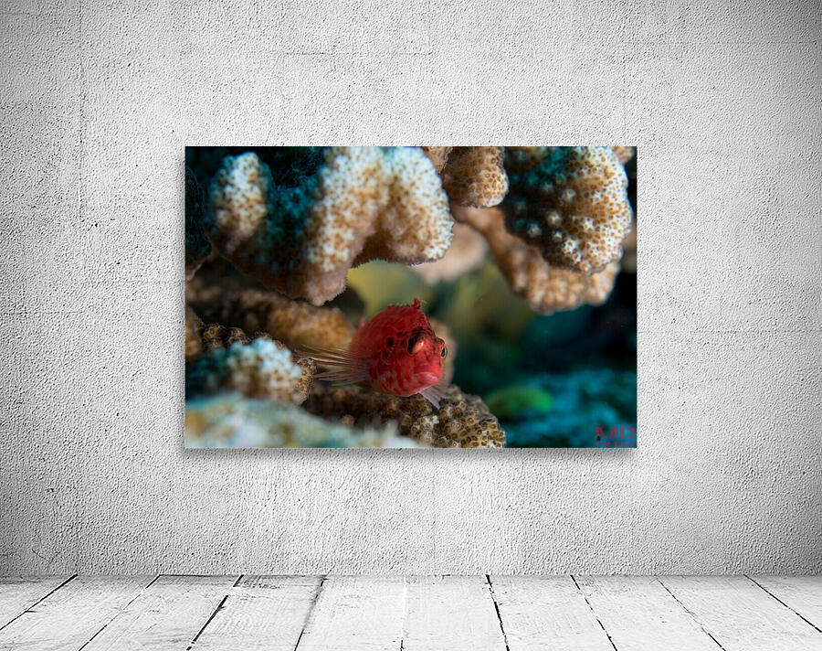 Small Fish Wall Preview