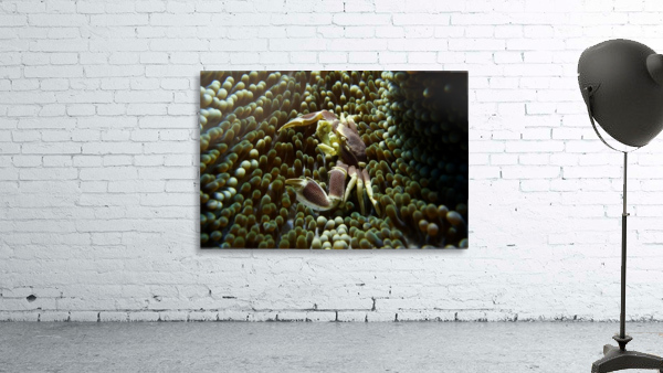 Crab Wall Preview