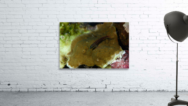 Philipines 47 Wall Preview