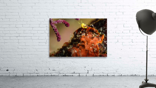 Philipines 2 Wall Preview