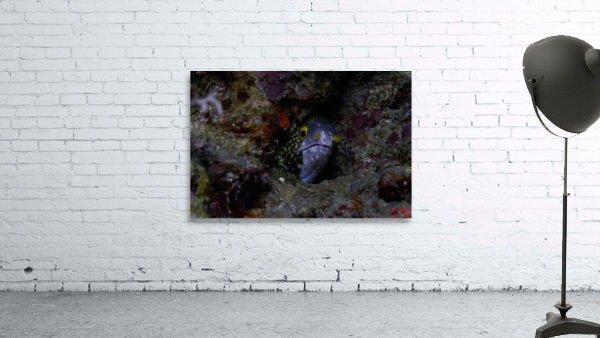 Philipines 30 Wall Preview