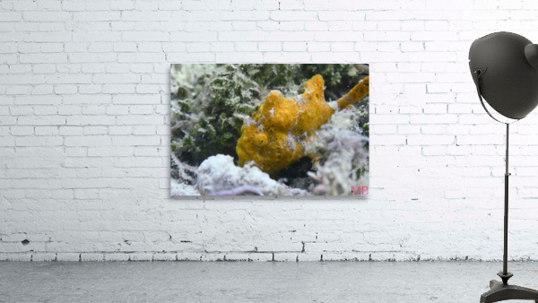 Philipines 24 Wall Preview