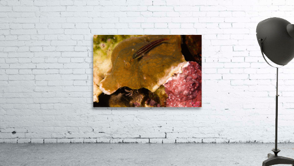 Philipines 48 Wall Preview