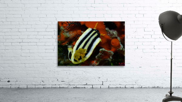 Philipines 26 Wall Preview