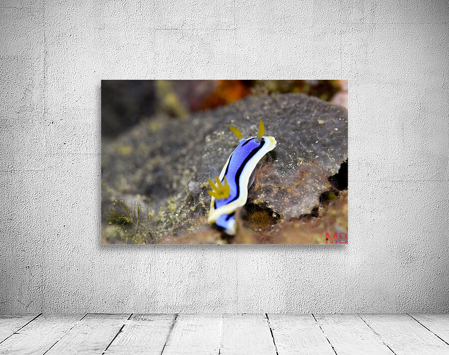 Philipines 28 Wall Preview