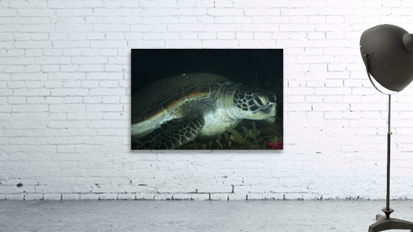 Philipines 190 Wall Preview