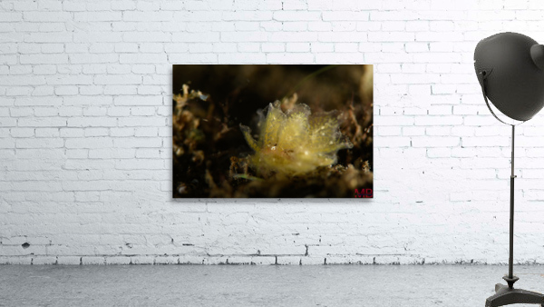 Philipines 182 Wall Preview