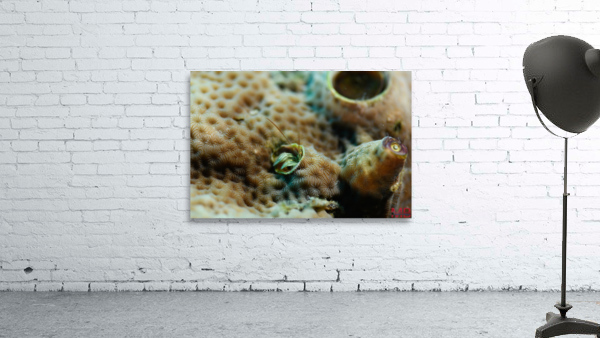 Philipines 211 Wall Preview
