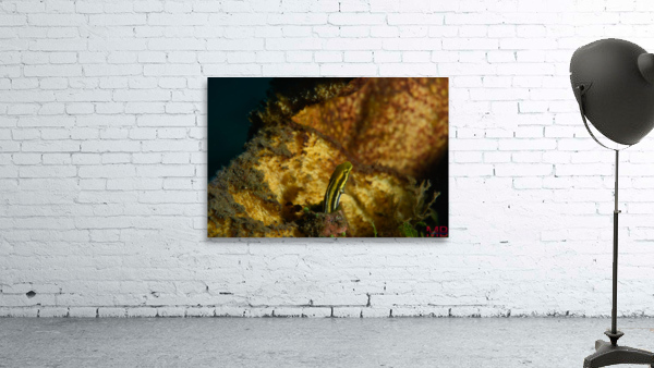 Philipines 283 Wall Preview