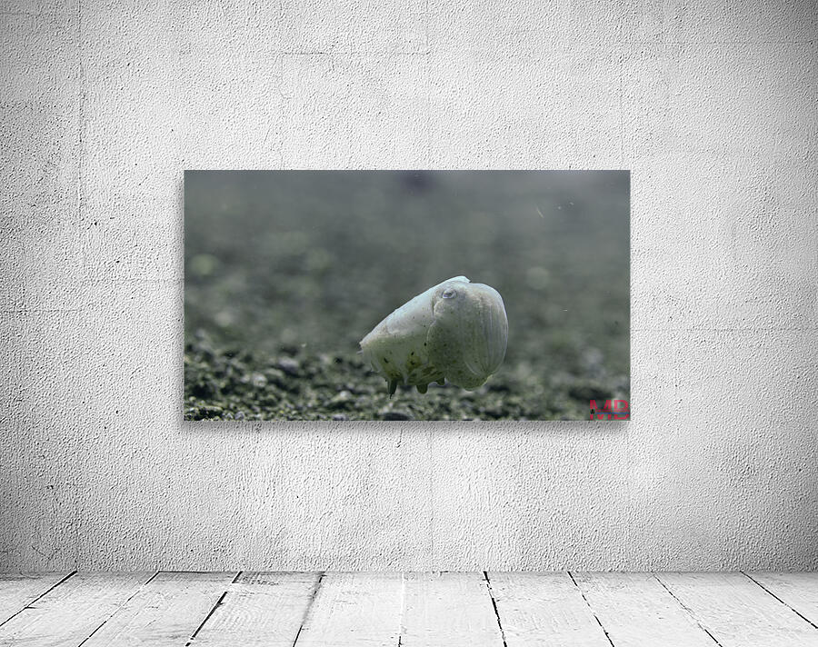 Philipines 347 Wall Preview