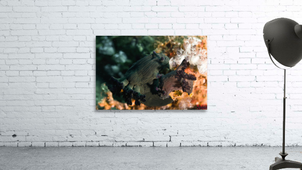Philipines 336 Wall Preview