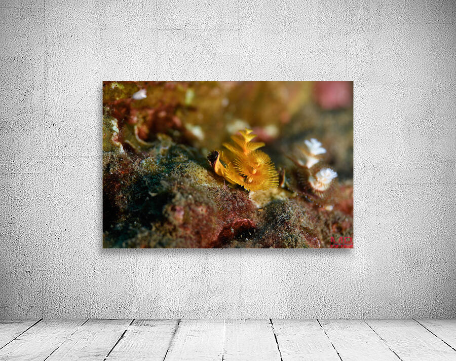 Philipines 339 Wall Preview
