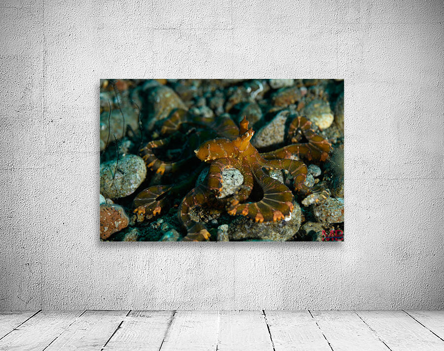 Philipines 353 Wall Preview