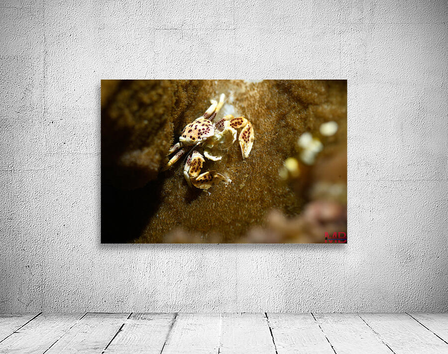 Philipines 388 Wall Preview