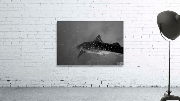 Philipines 407 Wall Preview