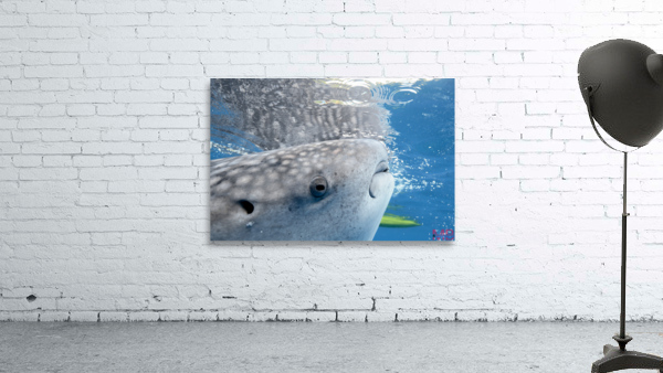 Philipines 424 Wall Preview
