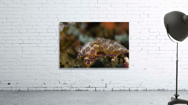 Philipines 378 Wall Preview
