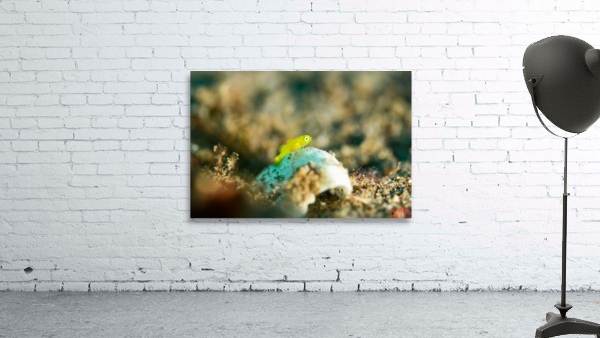 Philipines 365 Wall Preview