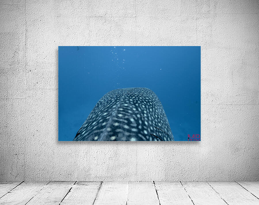Philipines 428 Wall Preview