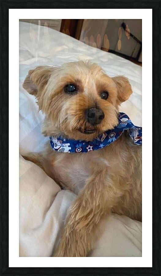 bowie Picture Frame print